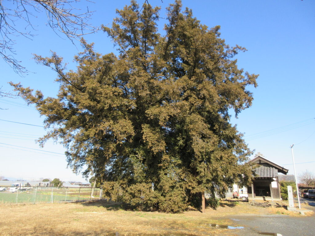 上高島 高島諏訪神社 榧の老木